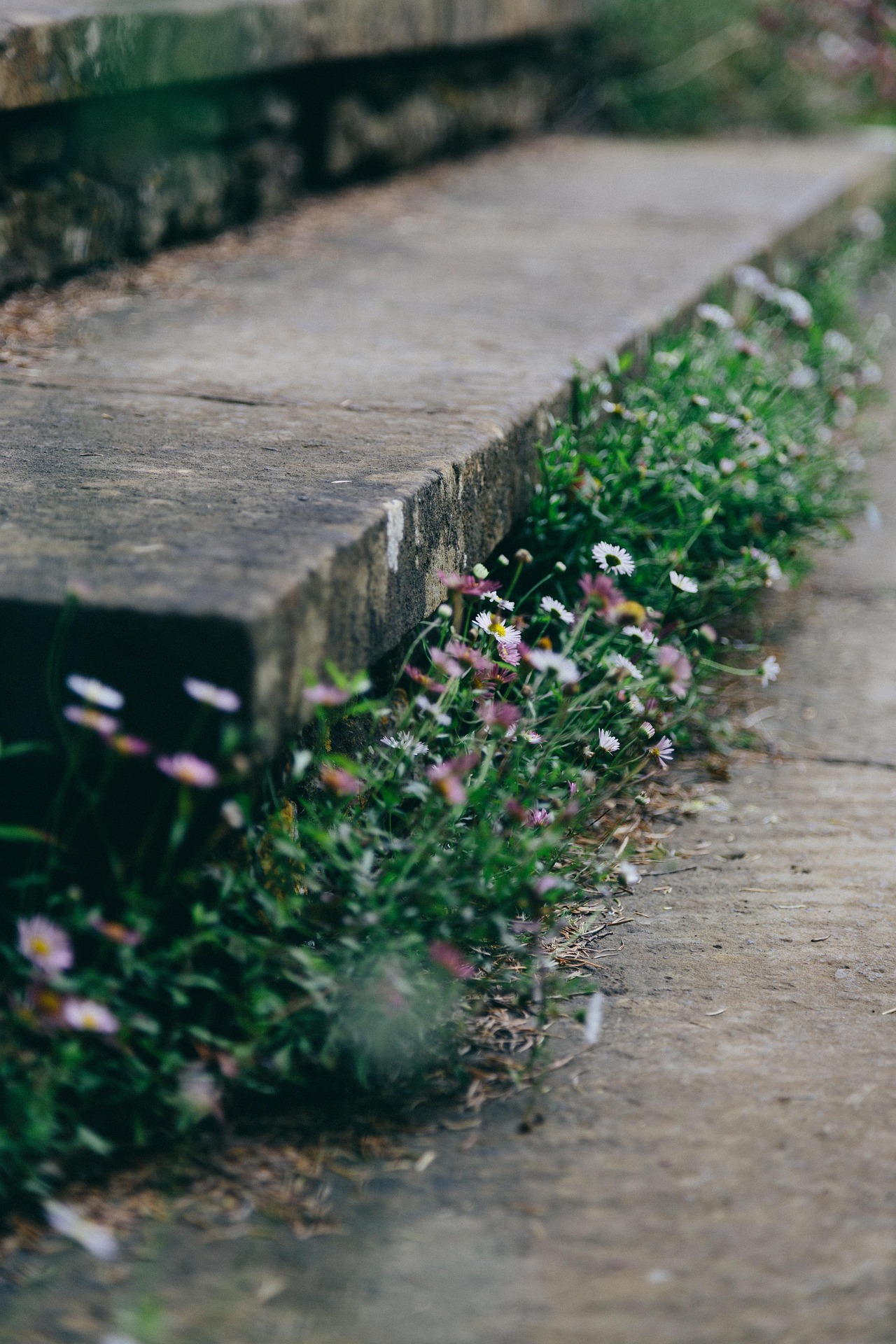 Hoa cúc, hoa hoa nở, thực vật, daisyflower blooming, plant - Pexels
