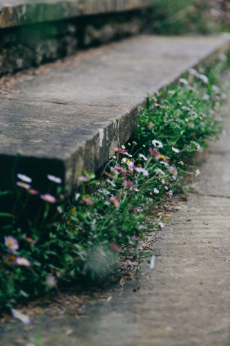 Hoa cúc, hoa hoa nở, thực vật, daisyflower blooming, plant - Pexels