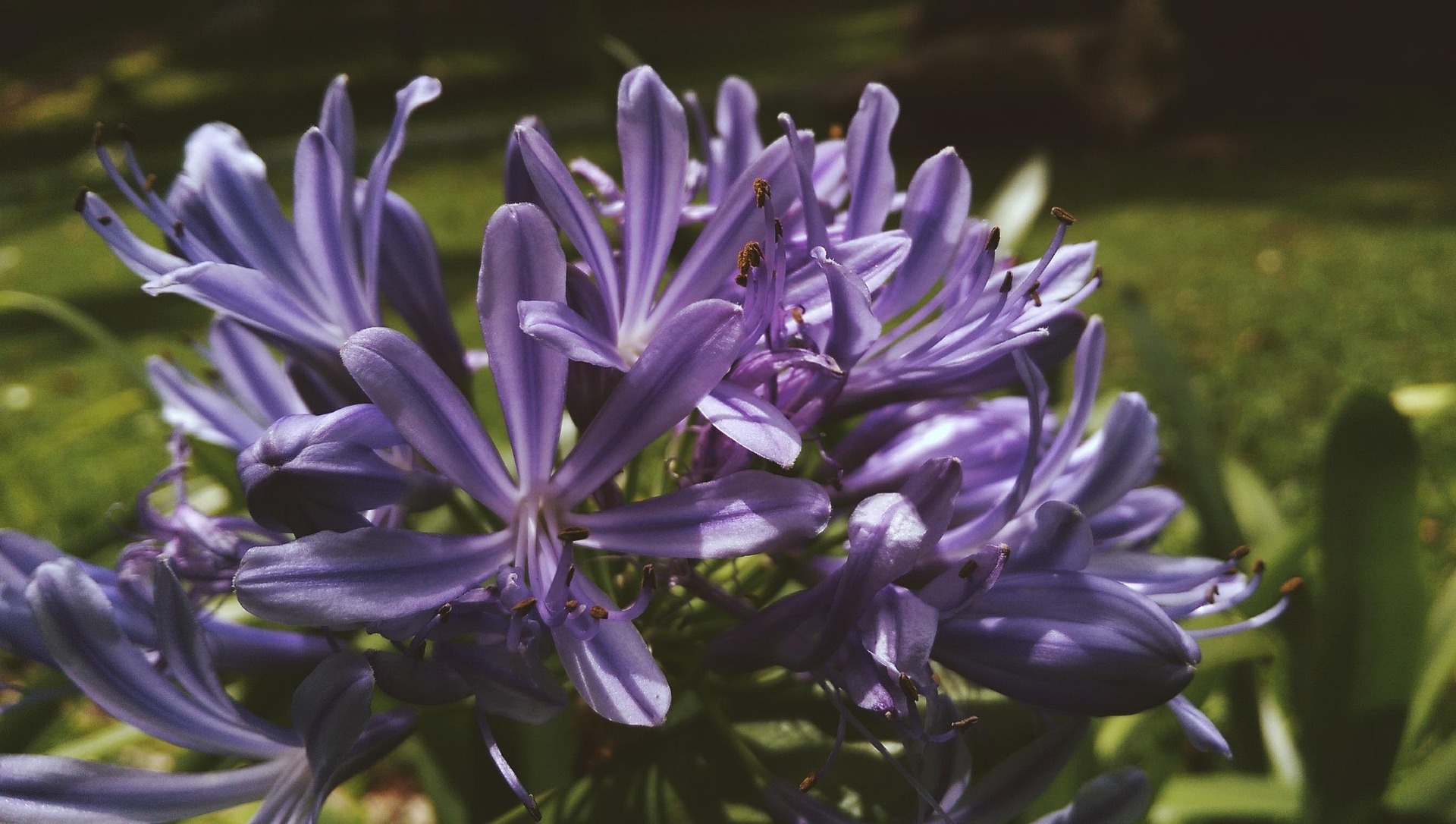 Hoa, màu tím, hoa nở, thực vật, flower, purple flower, blooming, plant - Pexels 7
