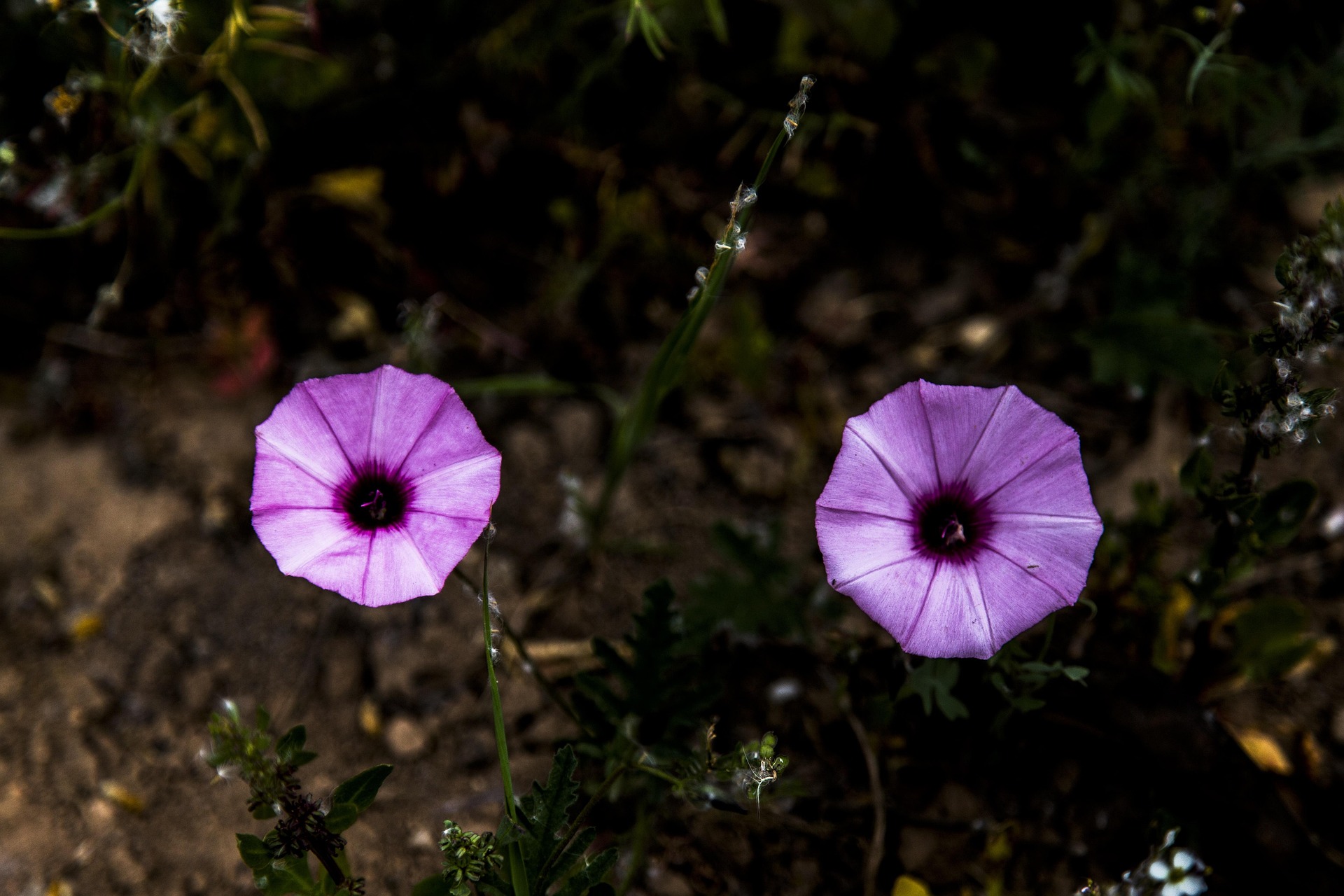 Hoa, màu tím, hoa nở, thực vật, flower, purple flower, blooming, plant - Pexels 8