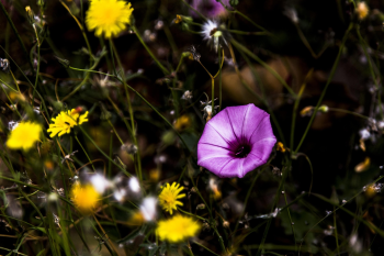 Hoa, màu tím, hoa nở, thực vật, flower, purple flower, blooming, plant - Pexels 9