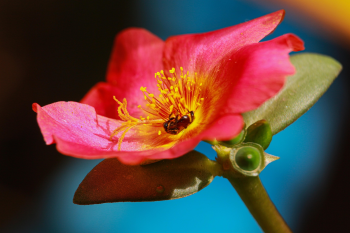 Hoa, màu hồng, hoa nở, thực vật, pink, flower, pink flower, blooming, plant- nguyenvanmenkc 3