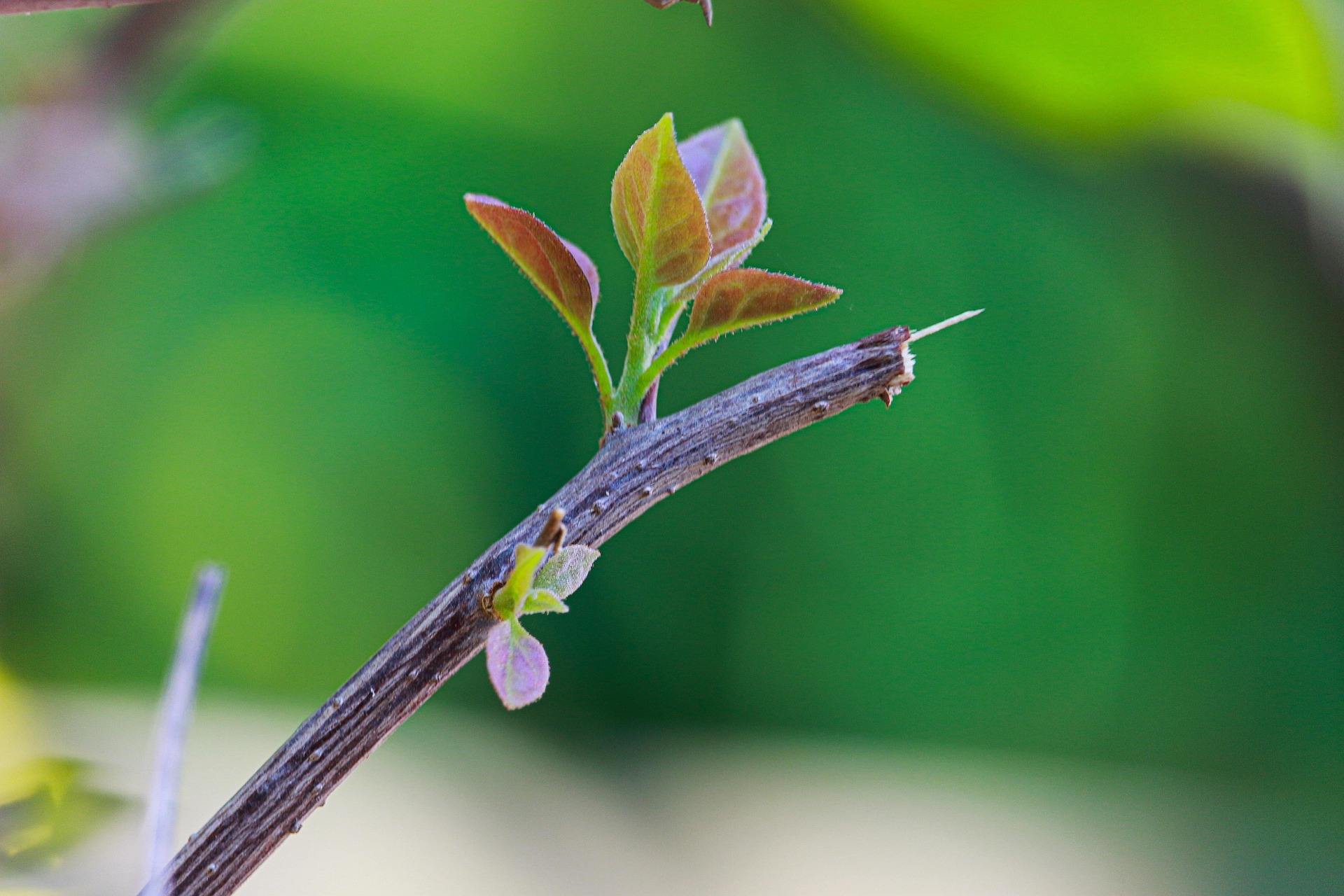 Mầm cây, chồi lá, thực vật, seedlings, leafhoppers, plants- nguyenvanmenkc 1
