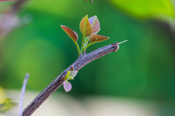 Mầm cây, chồi lá, thực vật, seedlings, leafhoppers, plants- nguyenvanmenkc 1