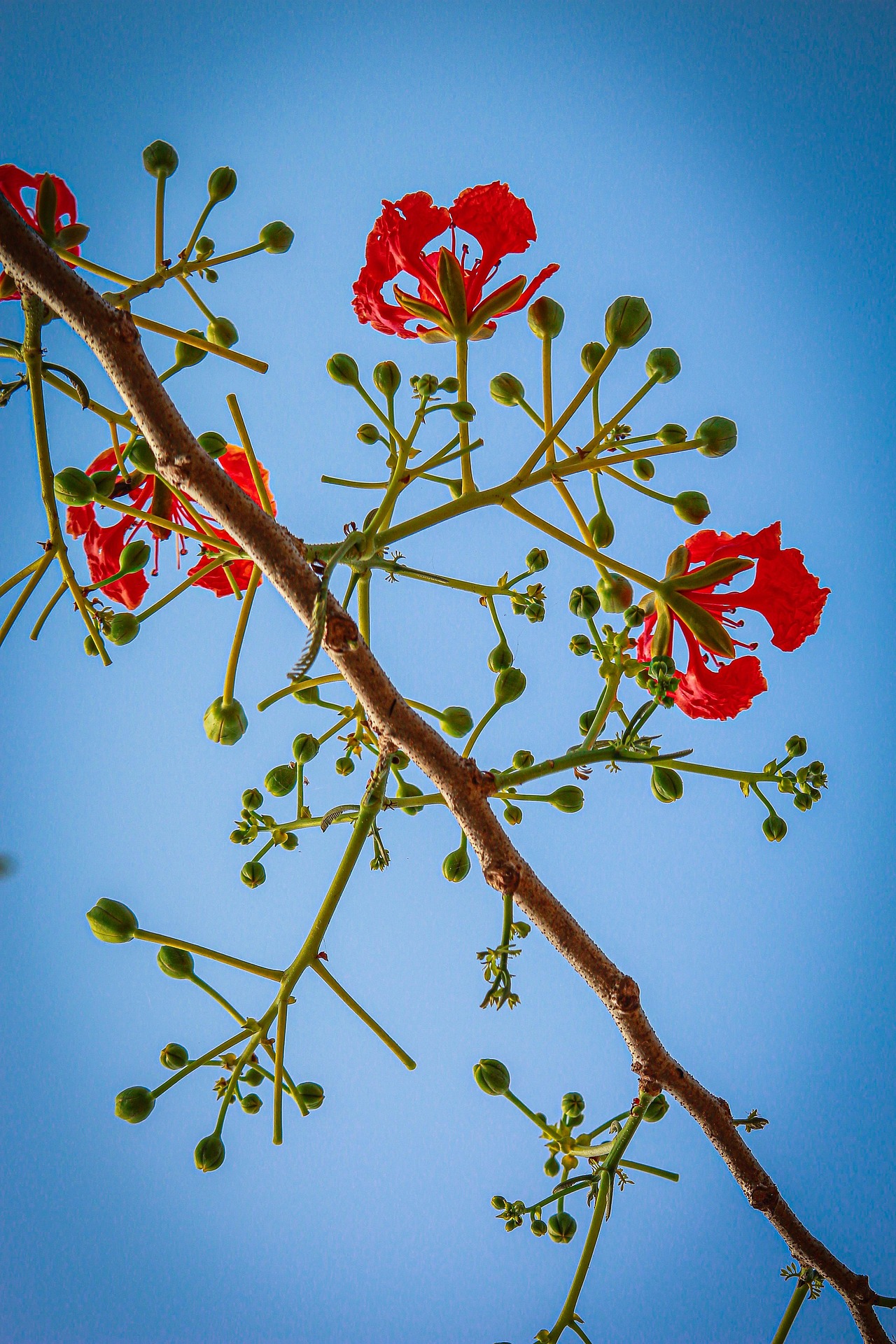 Hoa phượng, Poinciana flower, màu đỏ, hoa nở, thực vật, red, flower, red flower, blooming, plant- nguyenvanmenkc