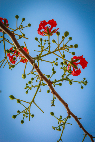 Hoa phượng, Poinciana flower, màu đỏ, hoa nở, thực vật, red, flower, red flower, blooming, plant- nguyenvanmenkc