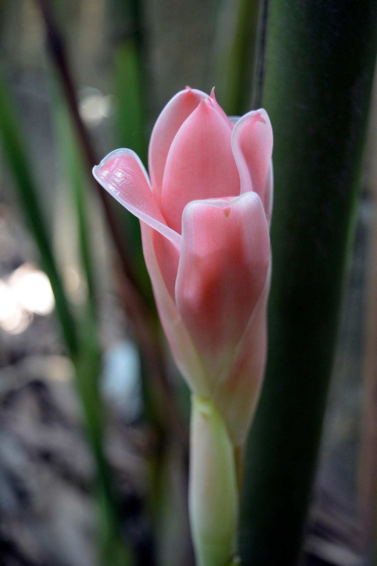 Hoa loa kèn, calla lily, màu hồng, hoa nở, thực vật, pink, flower, pink flower, blooming, plant-phamthe113