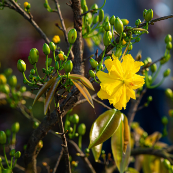 Hoa mai, apricot blossom, hoa, màu vàng, hoa nở, thực vật, yellow,flower, yellow, flower-TieuBaoTruong 4