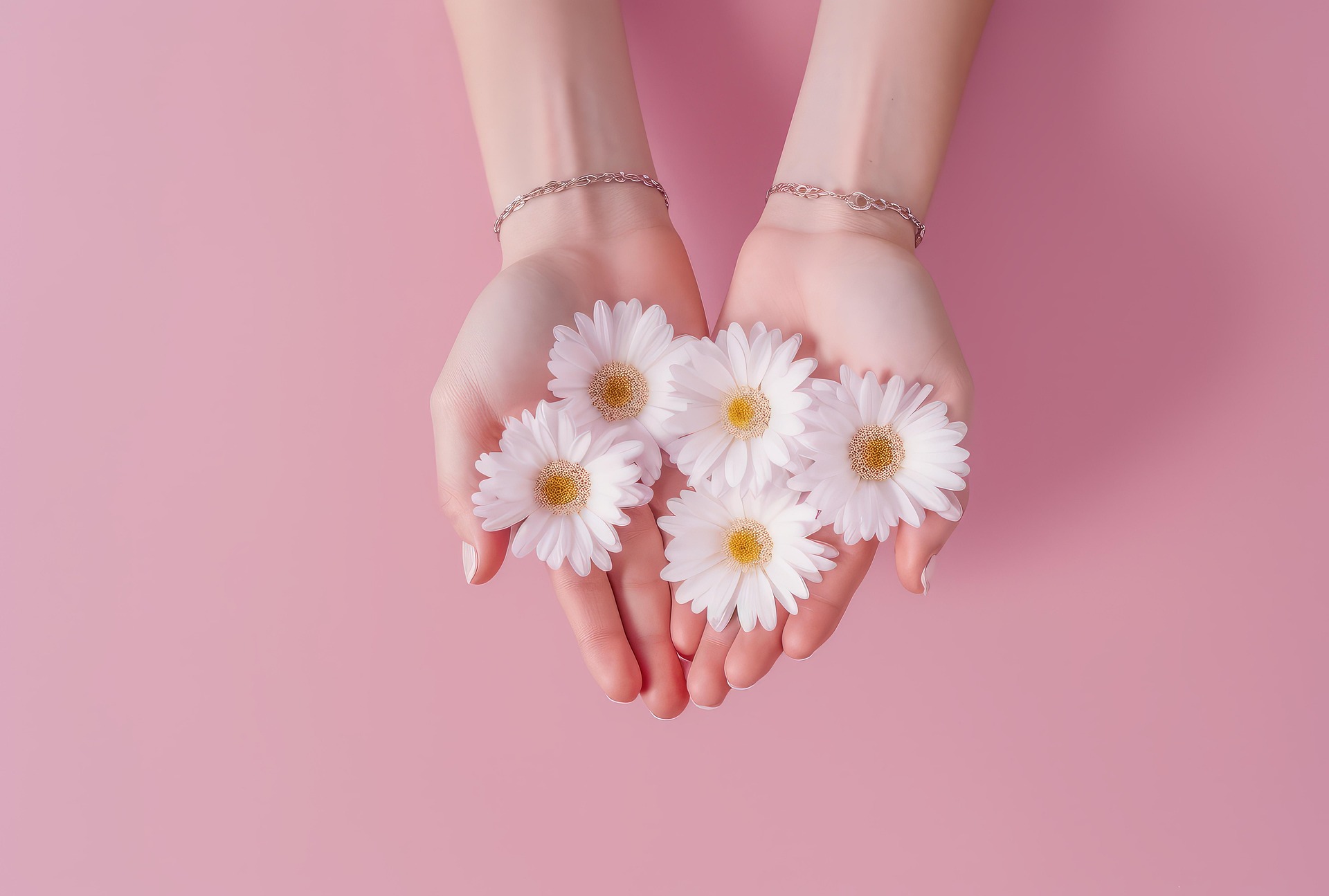 Daisy, hoa cúc, hand, bàn tay, pink, màu hồng, blossom, nở hoa, fresh, tươi mới - TungArt7