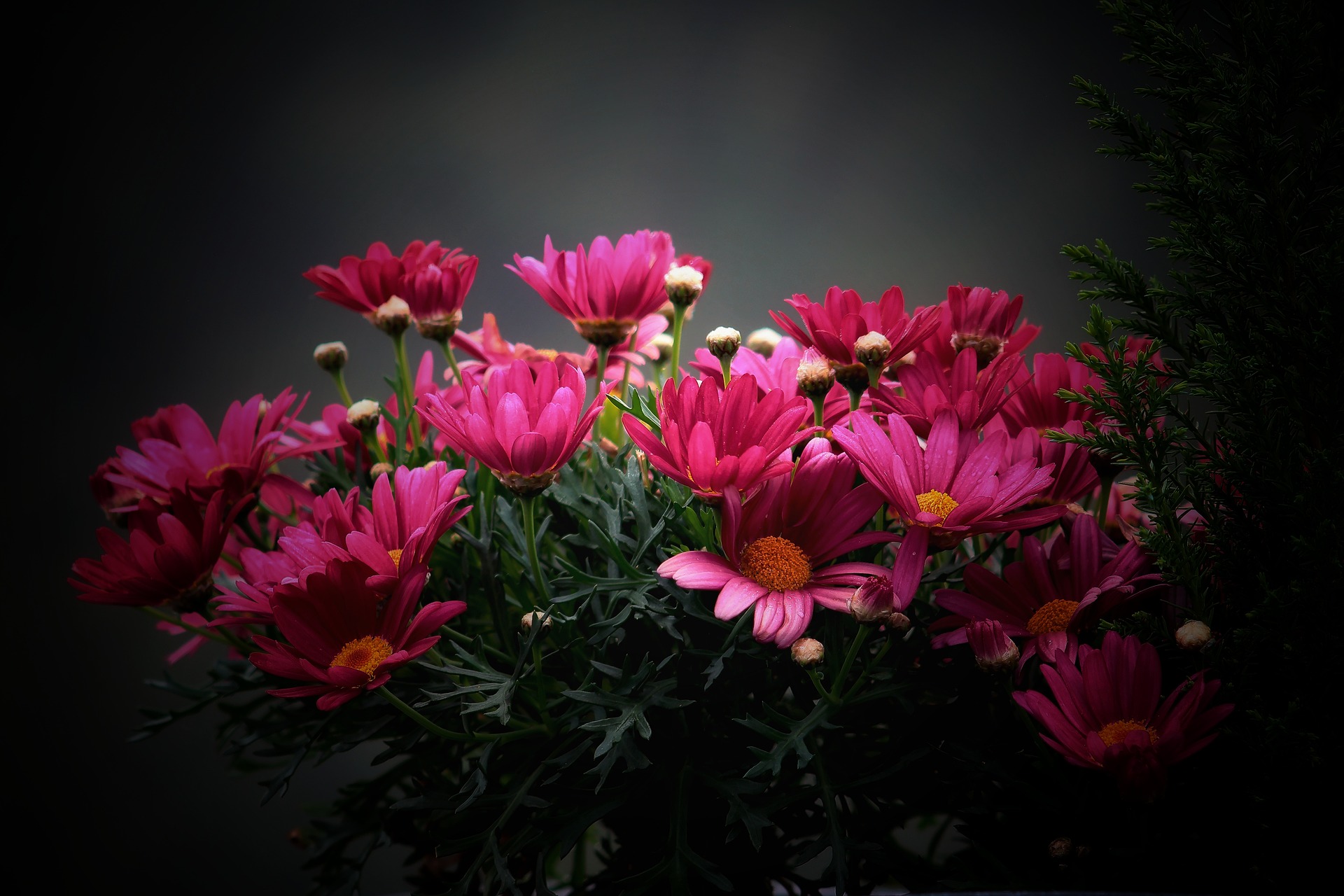 Hoa cúc, daisy, chrysanthemum, màu hồng, hoa nở, thực vật, pink, flower, pink flower, blooming, plant- Tho-Ge