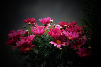 Hoa cúc, daisy, chrysanthemum, màu hồng, hoa nở, thực vật, pink, flower, pink flower, blooming, plant- Tho-Ge