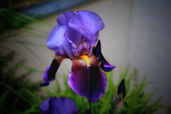 Hoa, màu tím, hoa nở, thực vật,  purple, flower,  purple flower- Tho-Ge