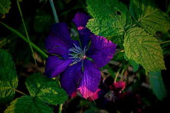 Hoa, màu tím, hoa nở, thực vật,  purple, flower,  purple flower- Tho-Ge 1
