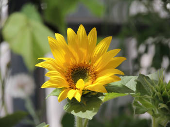 Hướng dương, hoa, màu vàng, hoa nở, thực vật, sunflower, yellow, flower, yellow flower, blooming, plant - Pexels