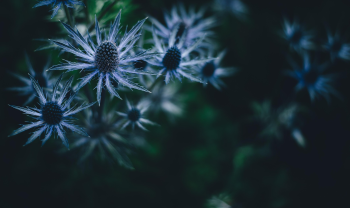 Lá, thực vật, leaves, plants - Pexels