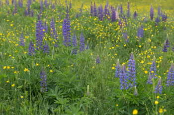 Hoa, màu tím, hoa nở, thực vật, flower, purple flower, blooming, plant - Pexels 11