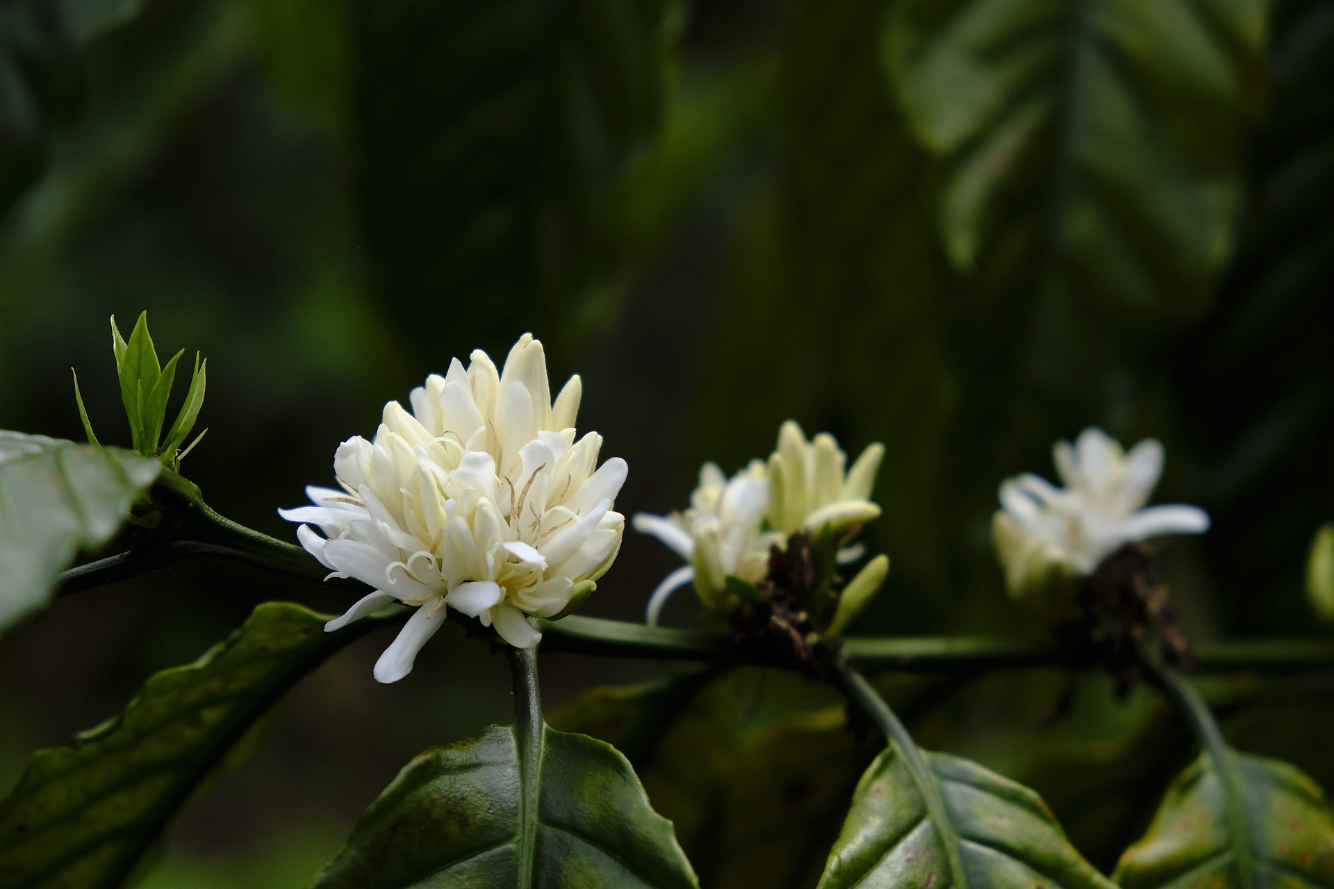 Hoa lài,  jasmine flower, hoa, màu trắng, hoa nở, thực vật, white, flower, white flower- bboyecko 1