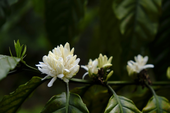 Hoa lài,  jasmine flower, hoa, màu trắng, hoa nở, thực vật, white, flower, white flower- bboyecko 1