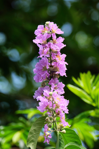 Hoa bằng lăng, màu tím, hoa nở, thực vật,  purple, flower,  purple flower-TieuBaoTruong