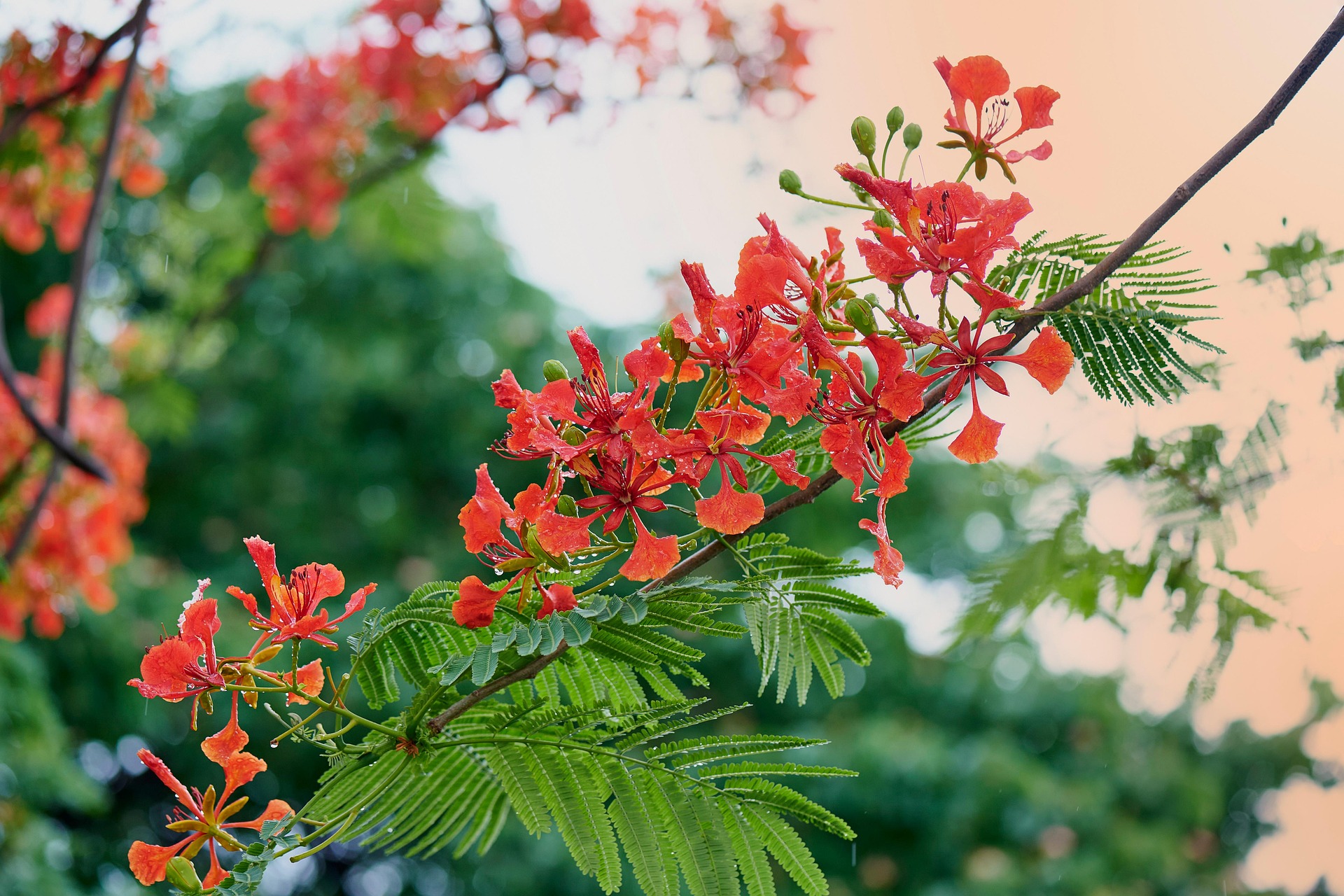 Hoa phượng,  Poinciana flower,hoa, màu đỏ, hoa nở, thực vật, red, flower, red flower-TieuBaoTruong