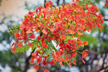 Hoa phượng,  Poinciana flower,hoa, màu đỏ, hoa nở, thực vật, red, flower, red flower-TieuBaoTruong 1