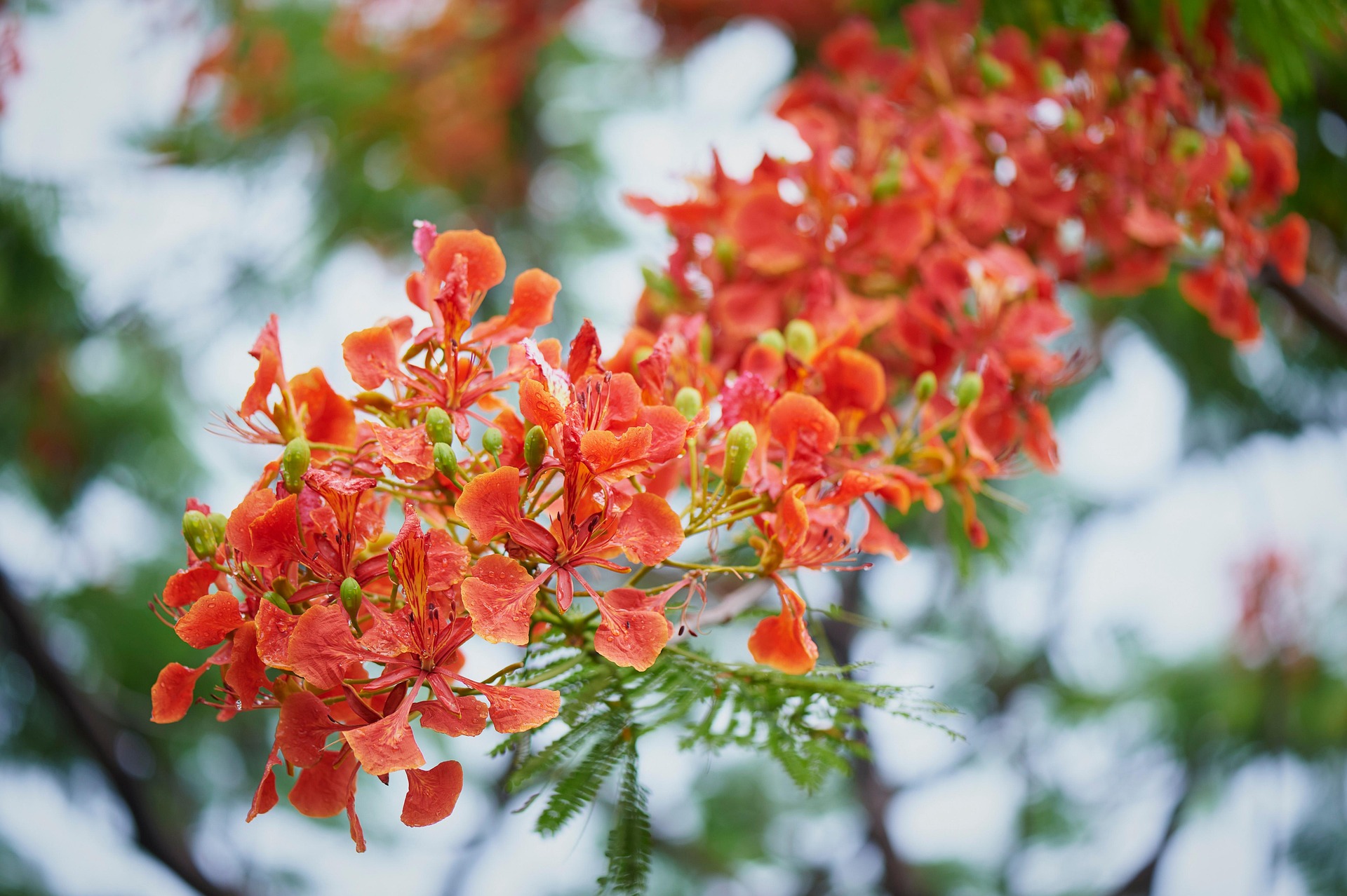Hoa phượng,  Poinciana flower,hoa, màu đỏ, hoa nở, thực vật, red, flower, red flower-TieuBaoTruong 2
