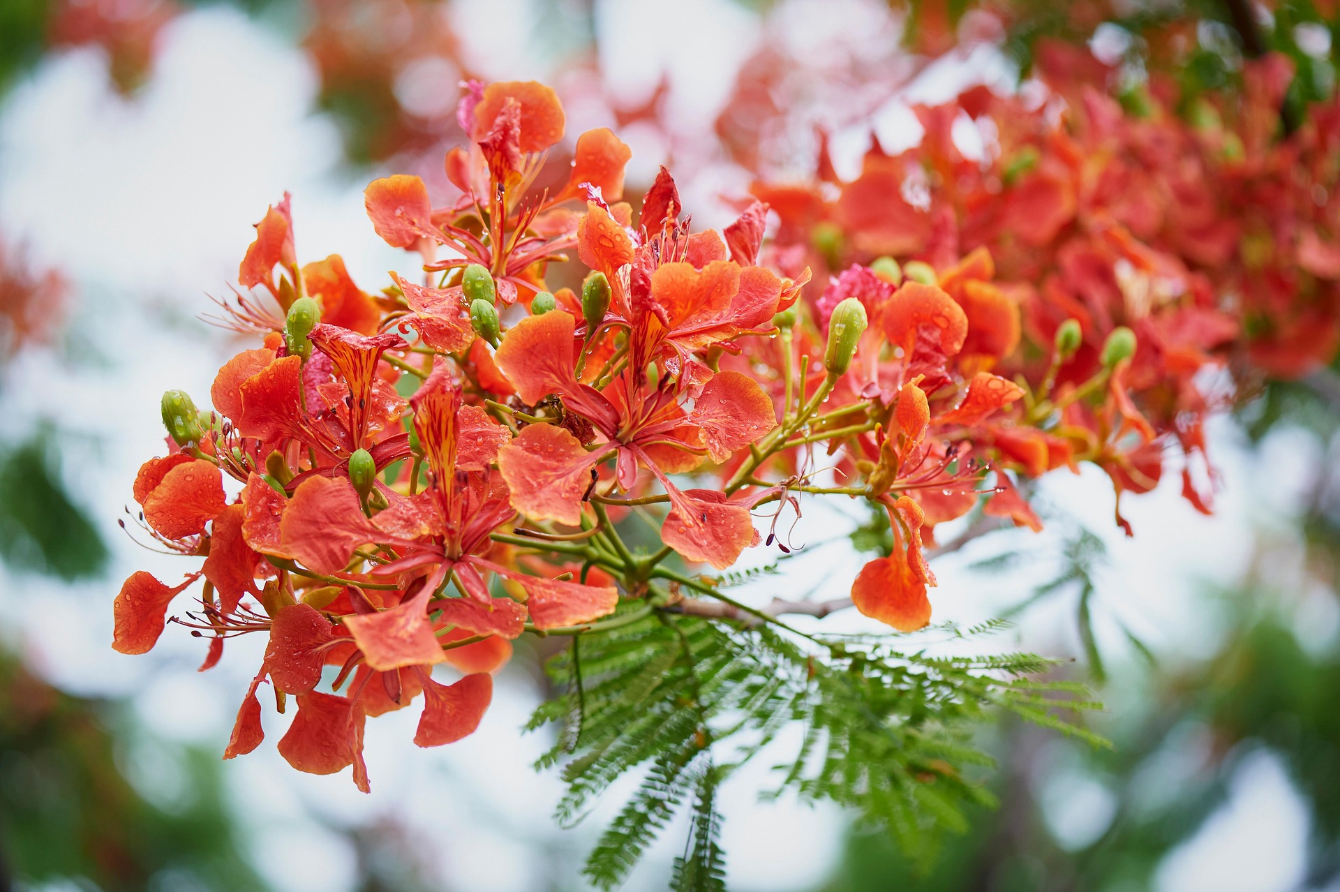 Hoa phượng,  Poinciana flower,hoa, màu đỏ, hoa nở, thực vật, red, flower, red flower-TieuBaoTruong 3