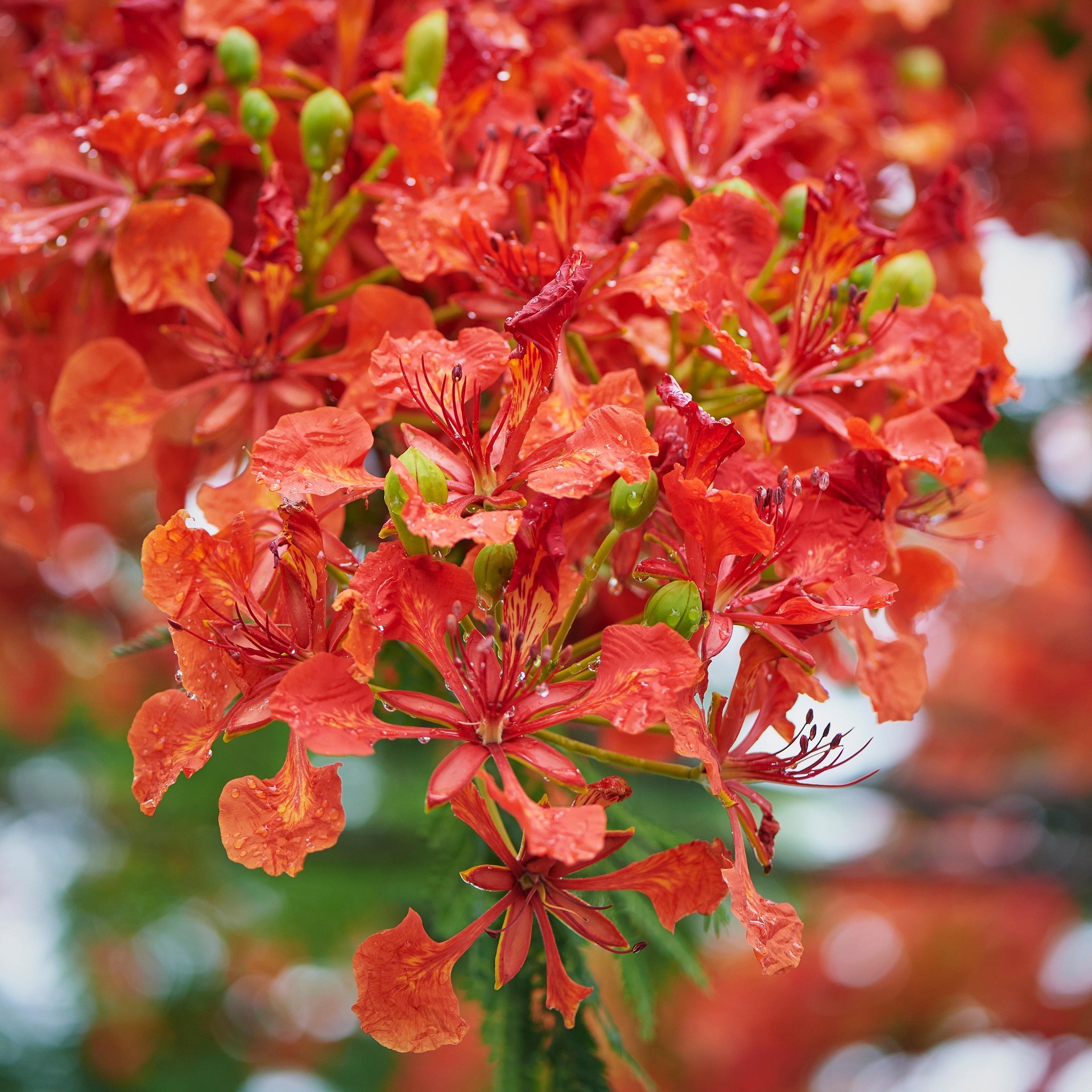 Hoa phượng,  Poinciana flower,hoa, màu đỏ, hoa nở, thực vật, red, flower, red flower-TieuBaoTruong 4