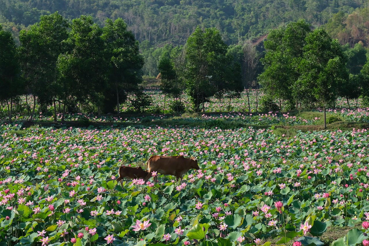 Đầm sen, sen, cánh đồng, lotus pond, lotus, field- CUONG_ART 3