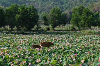 Đầm sen, sen, cánh đồng, lotus pond, lotus, field- CUONG_ART 3