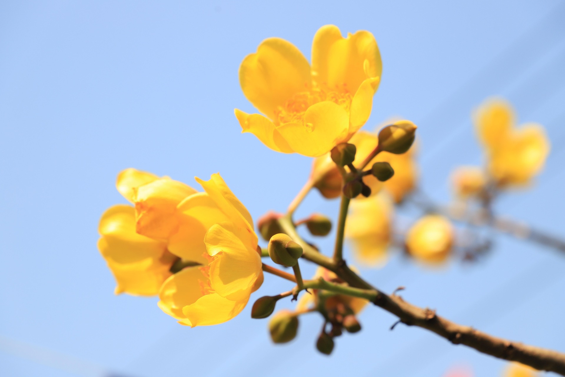 Hoa mai,  apricot blossom, hoa, màu vàng, hoa nở, thực vật, yellow,flower, yellow, flower- CUONG_ART 1