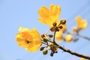 Hoa mai,  apricot blossom, hoa, màu vàng, hoa nở, thực vật, yellow,flower, yellow, flower- CUONG_ART 1