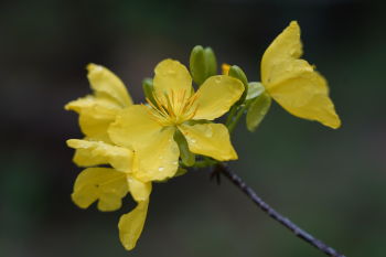 Hoa mai,  apricot blossom, hoa, màu vàng, hoa nở, thực vật, yellow,flower, yellow, flower- CUONG_ART