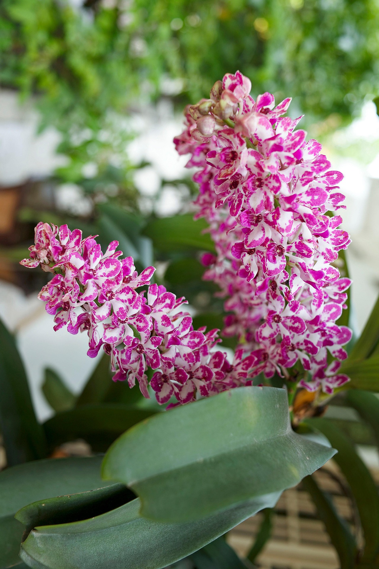 Hoa Lan,  orchids, màu hồng, hoa nở, thực vật, pink, flower, pink flower, blooming, plant-phamthe113