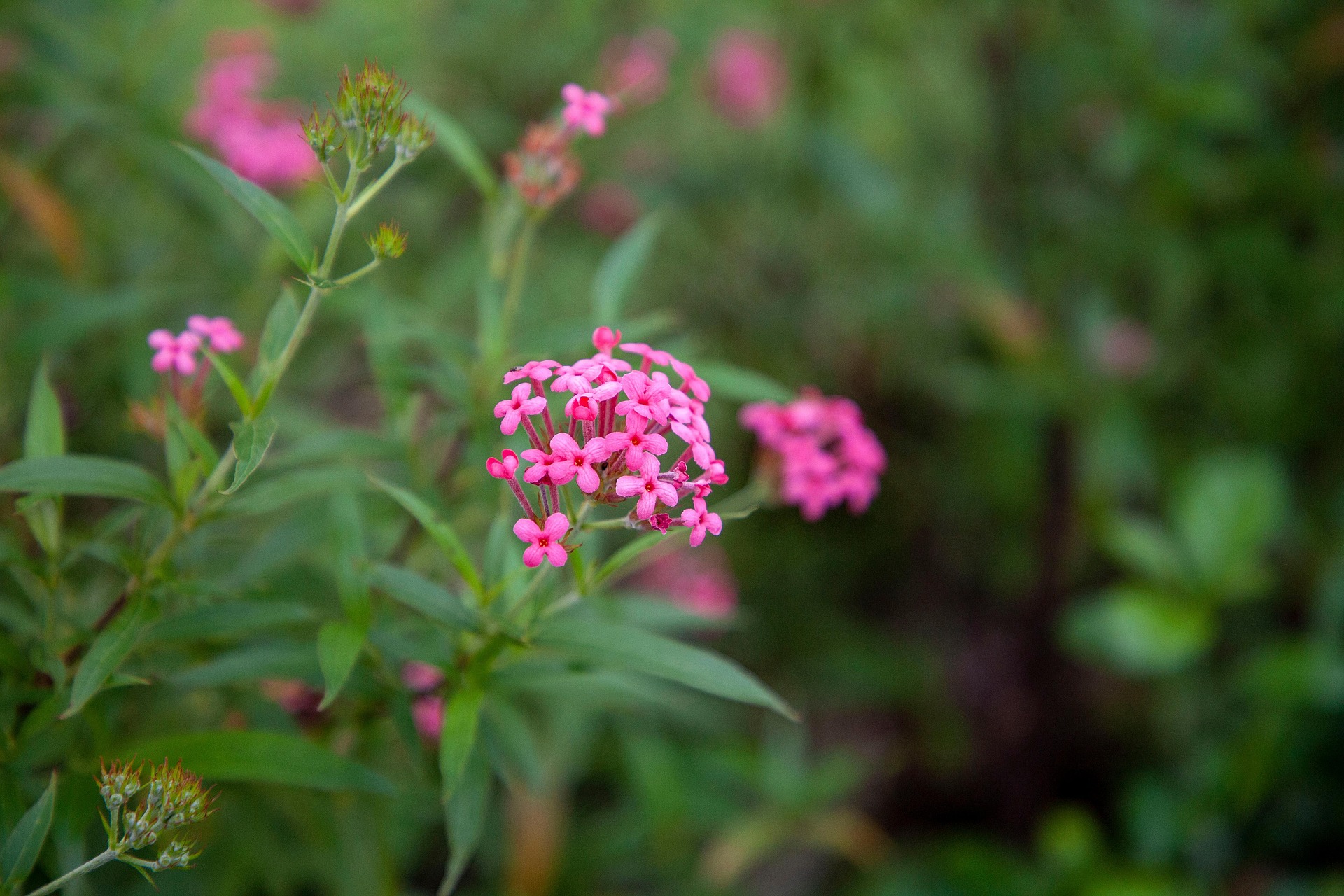 Hoa, màu hồng, hoa nở, thực vật, pink, flower, pink flower, blooming, plant-phamthe113