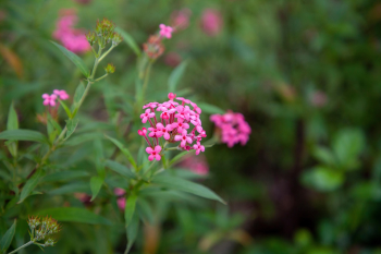 Hoa, màu hồng, hoa nở, thực vật, pink, flower, pink flower, blooming, plant-phamthe113