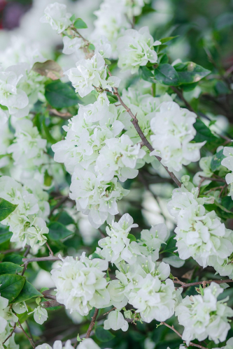 Hoa giấy, hoa, màu trắng, hoa nở, thực vật, white, flower, white flower-phamthe113