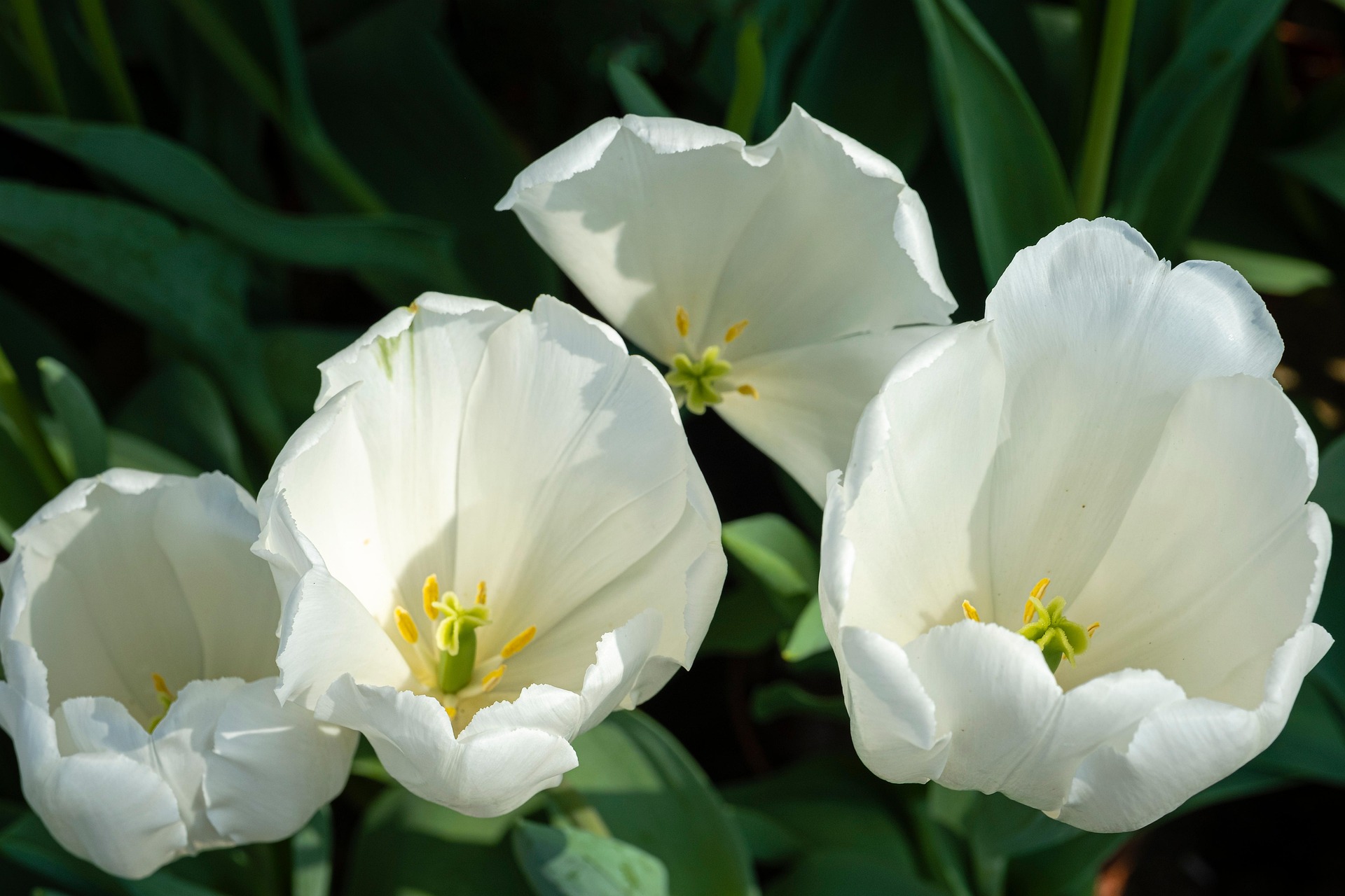 Tulip,hoa, màu trắng, hoa nở, thực vật, white, flower, white flower-TieuBaoTruong