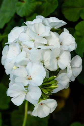 Hoa lài, jasmine flower,hoa, màu trắng, hoa nở, thực vật, white, flower, white flower-TieuBaoTruong 2
