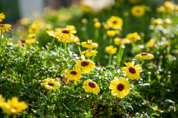 Hoa cúc, daisy, chrysanthemum, hoa, màu vàng, hoa nở, thực vật, yellow,flower, yellow, flower-phamthe113