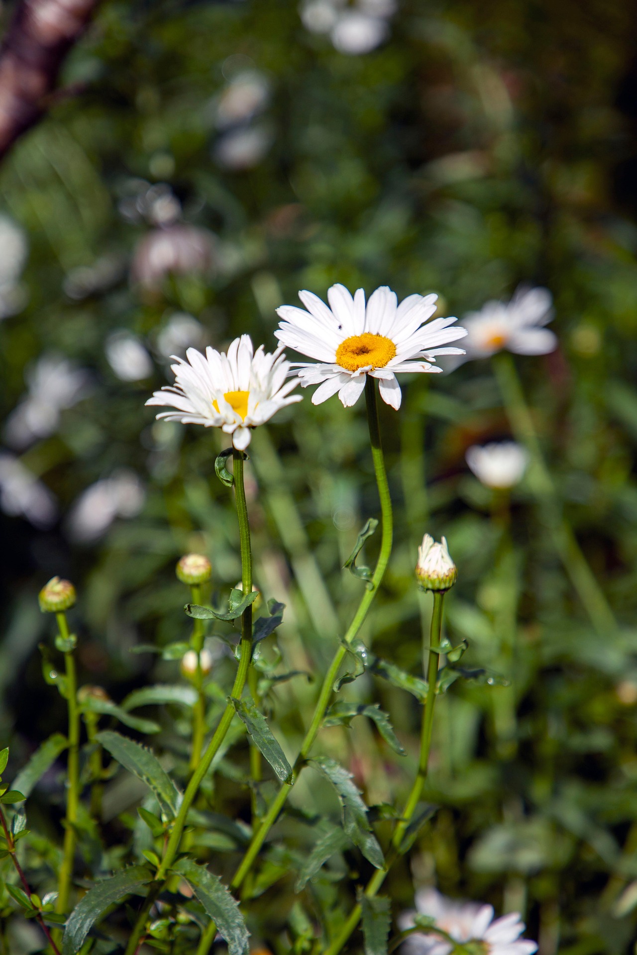 Hoa cúc, daisy, chrysanthemum, hoa, màu trắng, hoa nở, thực vật, white, flower, white flower-phamthe113