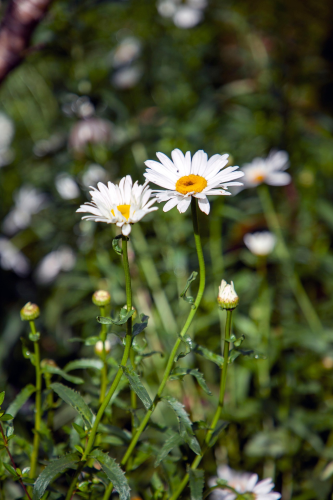 Hoa cúc, daisy, chrysanthemum, hoa, màu trắng, hoa nở, thực vật, white, flower, white flower-phamthe113