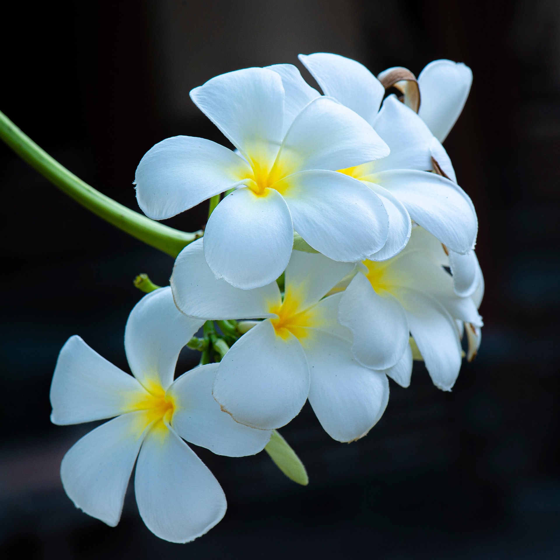 Hoa sứ, frangipan,hoa, màu trắng, hoa nở, thực vật, white, flower, white flower-TieuBaoTruong