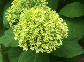 Cẩm tú cầu, hoa, hoa nở, thực vật, hydrangea, flower, blooming, plant - Pexels 1