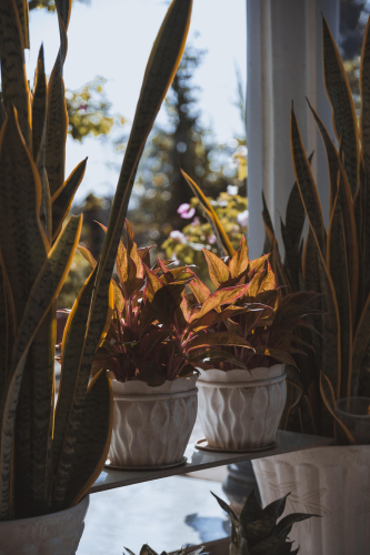 Chậu cây, cây, canh cảnh,  potted plants, bonsai, ornamental plants-Vien_beos 1