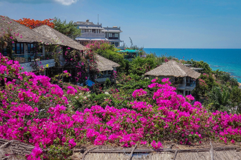 Hoa giấy, biển, sea, màu hồng, hoa nở, thực vật, pink, flower, pink flower-TieuBaoTruong