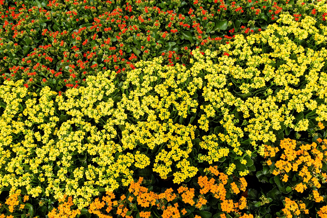 Hoa cúc, daisy, chrysanthemum, vườn hoa, garden, hoa, màu vàng, hoa nở, thực vật, yellow,flower, yellow, flower-TieuBaoTruong