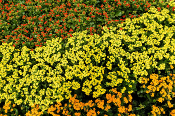 Hoa cúc, daisy, chrysanthemum, vườn hoa, garden, hoa, màu vàng, hoa nở, thực vật, yellow,flower, yellow, flower-TieuBaoTruong