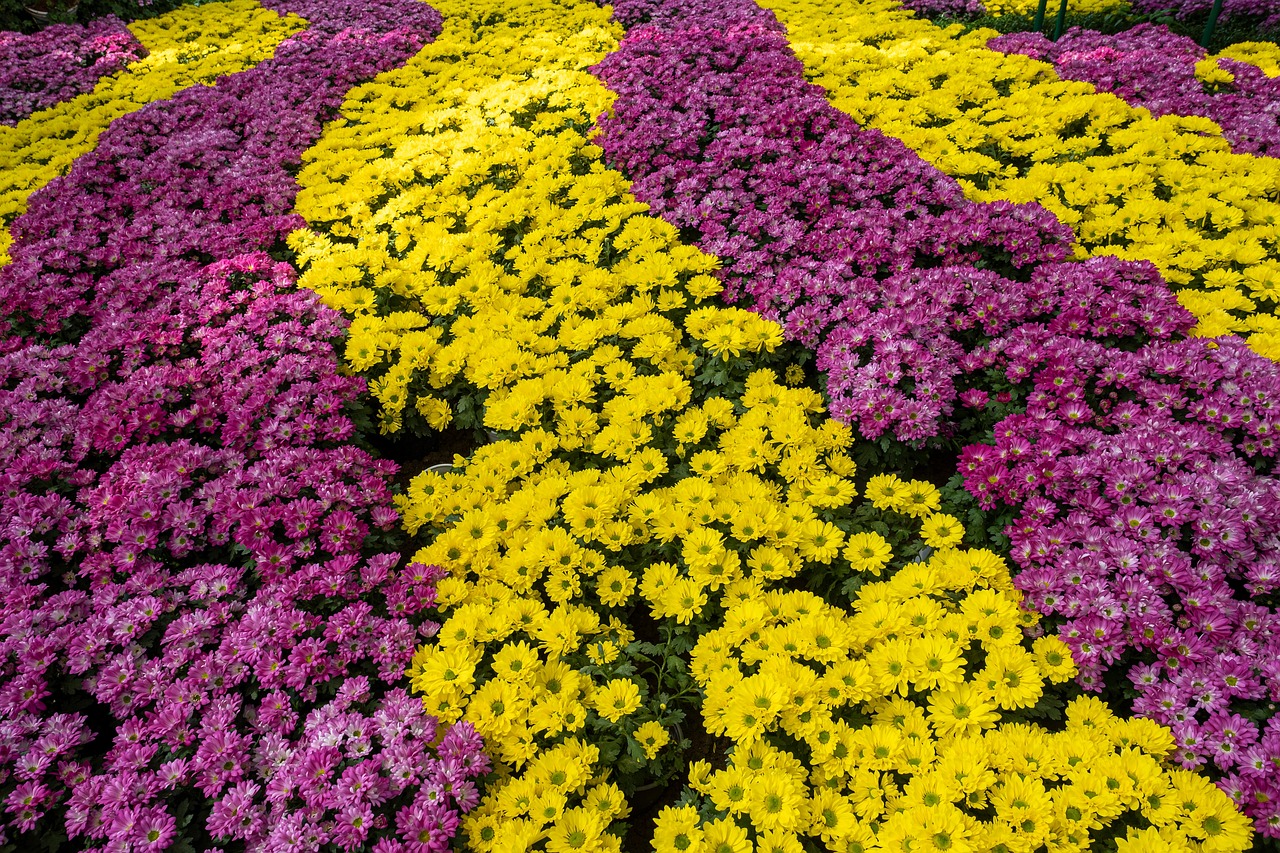 Hoa cúc, daisy, chrysanthemum, vườn hoa, garden, hoa, màu vàng, hoa nở, thực vật, yellow,flower, yellow, flower-TieuBaoTruong 1