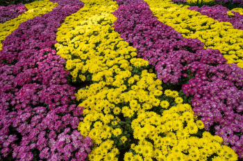 Hoa cúc, daisy, chrysanthemum, vườn hoa, garden, hoa, màu vàng, hoa nở, thực vật, yellow,flower, yellow, flower-TieuBaoTruong 1